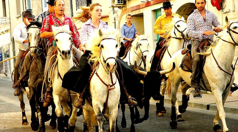 camargue
