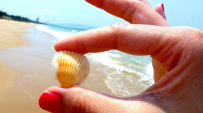 coquillage