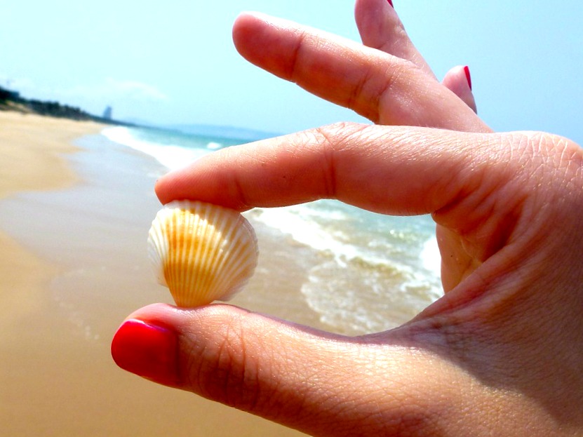 coquillage