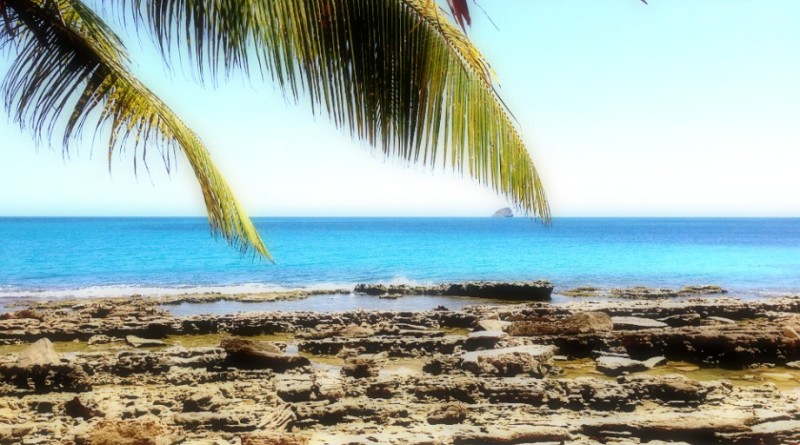 palmier-ile-paradisiaque