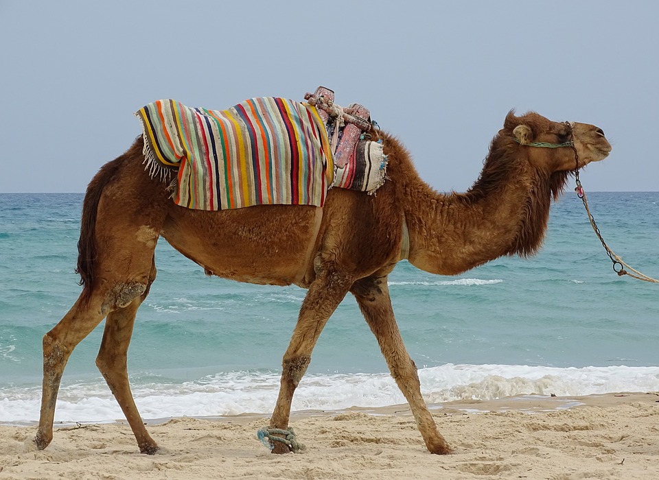 Partez à la découverte de la Tunis