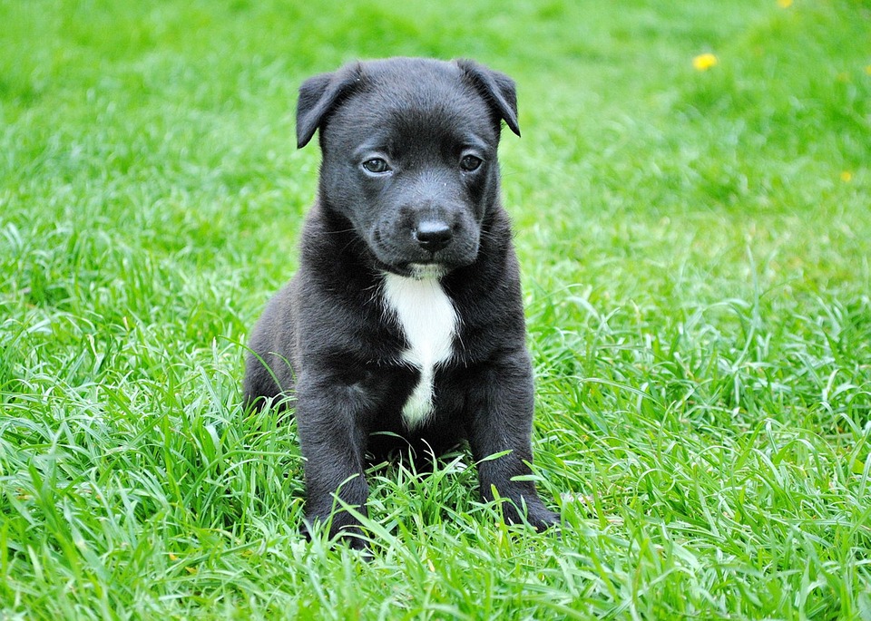 Mes conseils pour choisir le bon mode de garde pour votre chien