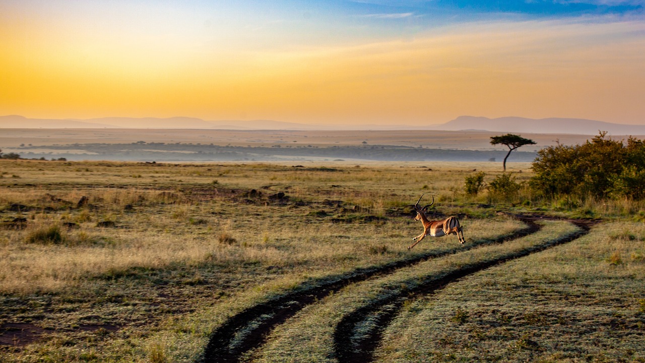 Kenya : safari, savane et rencontres inoubliables