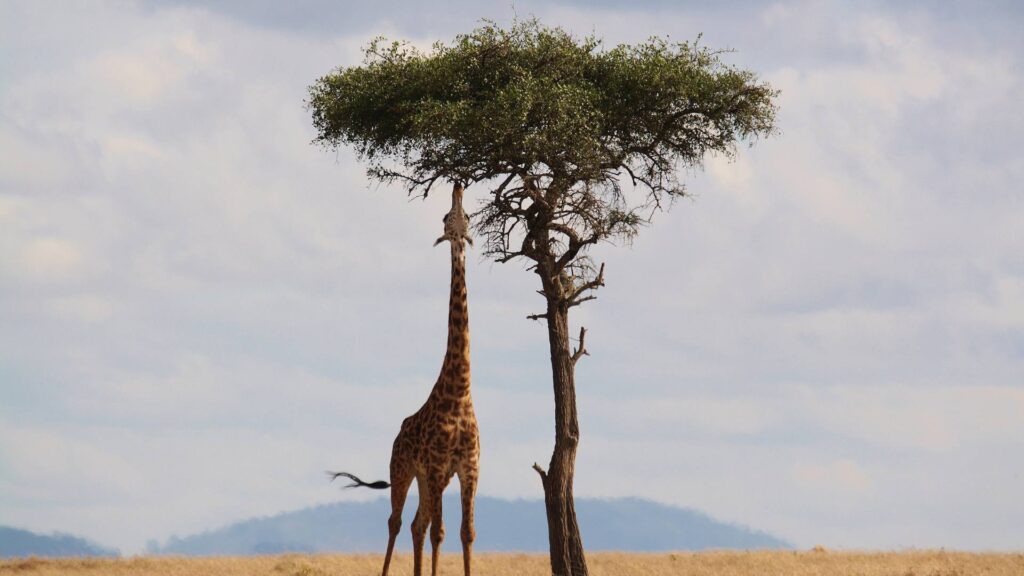 Safari